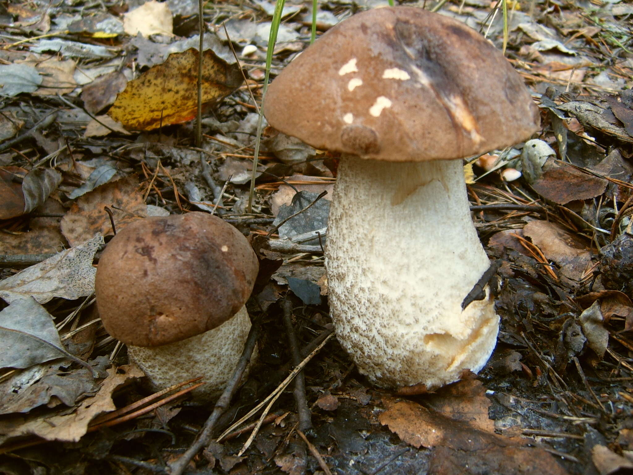 Image of Leccinum duriusculum (Schulzer ex Kalchbr.) Singer 1947