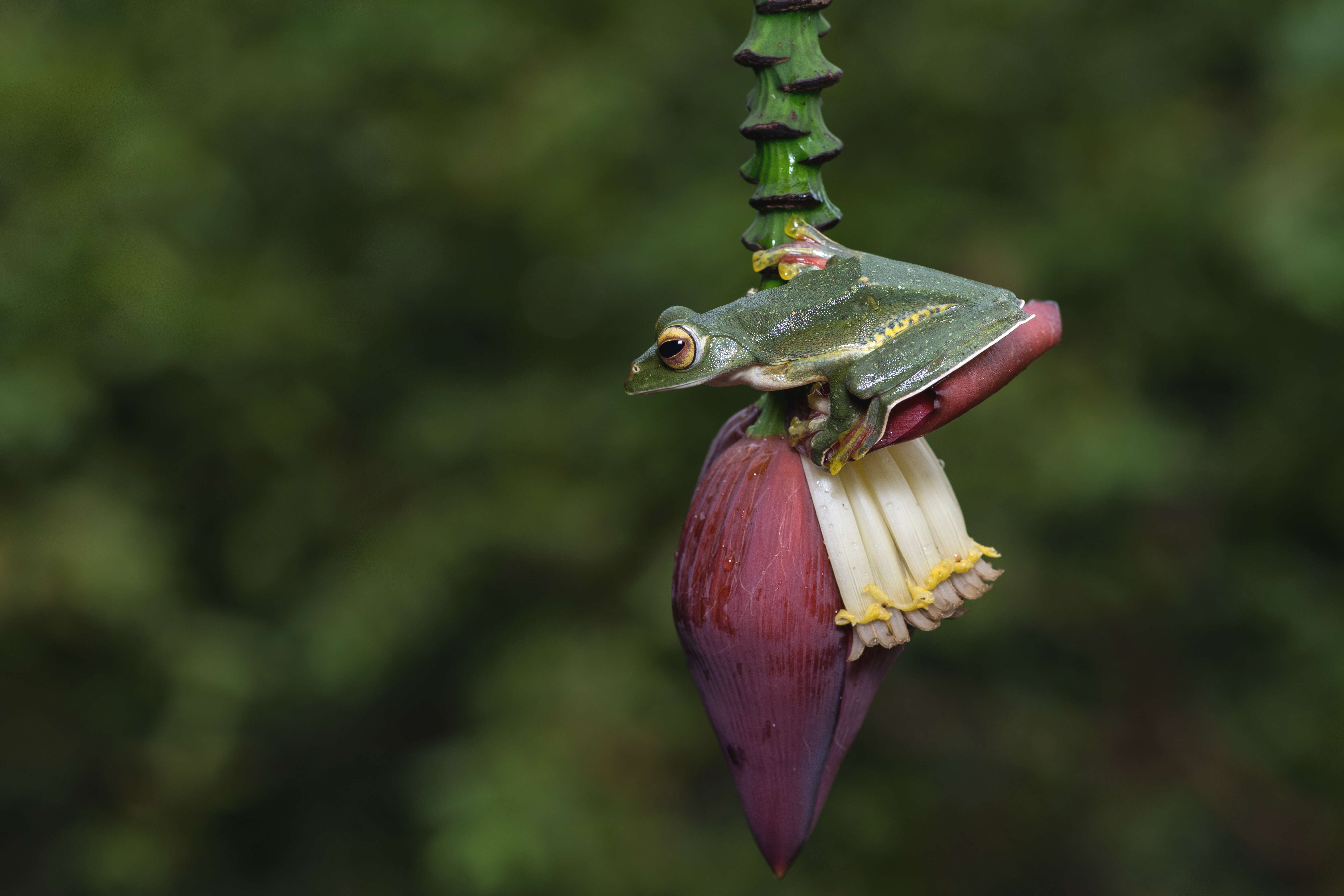 Image of Malabar Gliding Frog