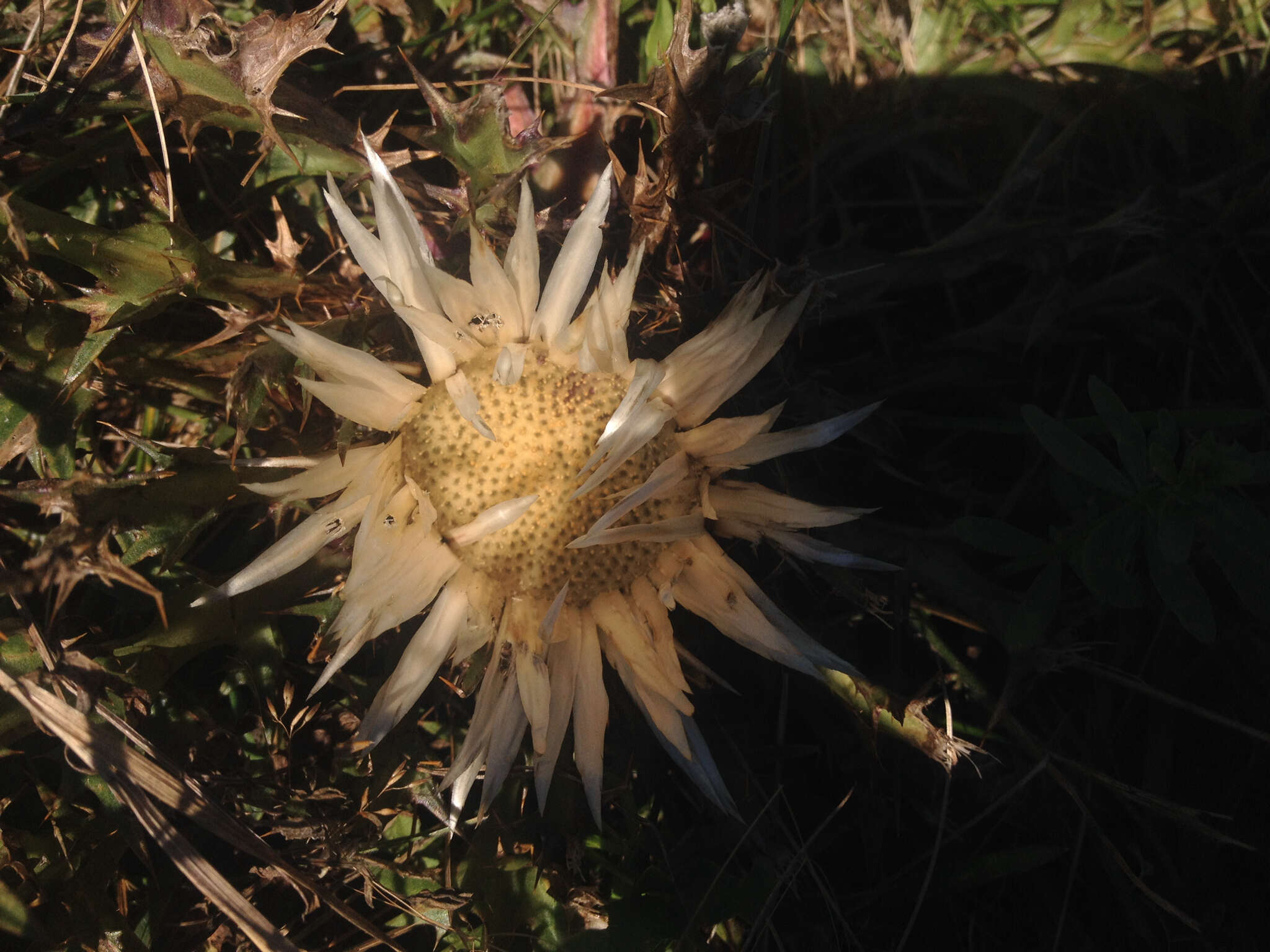 Image of Carlina acaulis L.