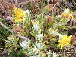 Image of Senecio littoralis Gaud.