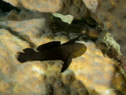 Image of Needlespine coralgoby