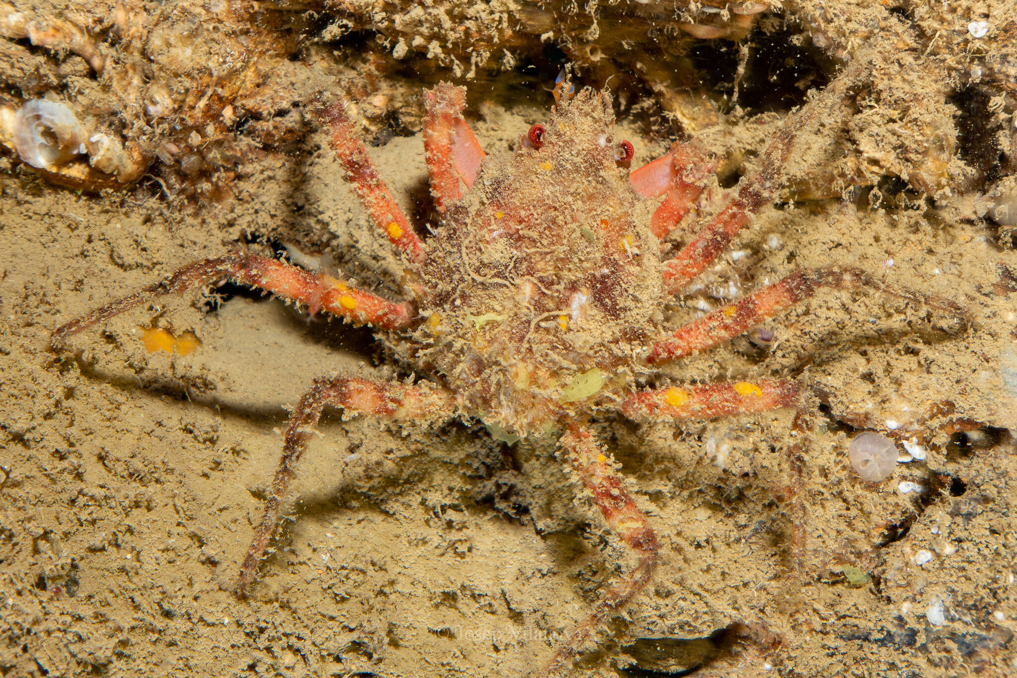 Image of rugose spider crab