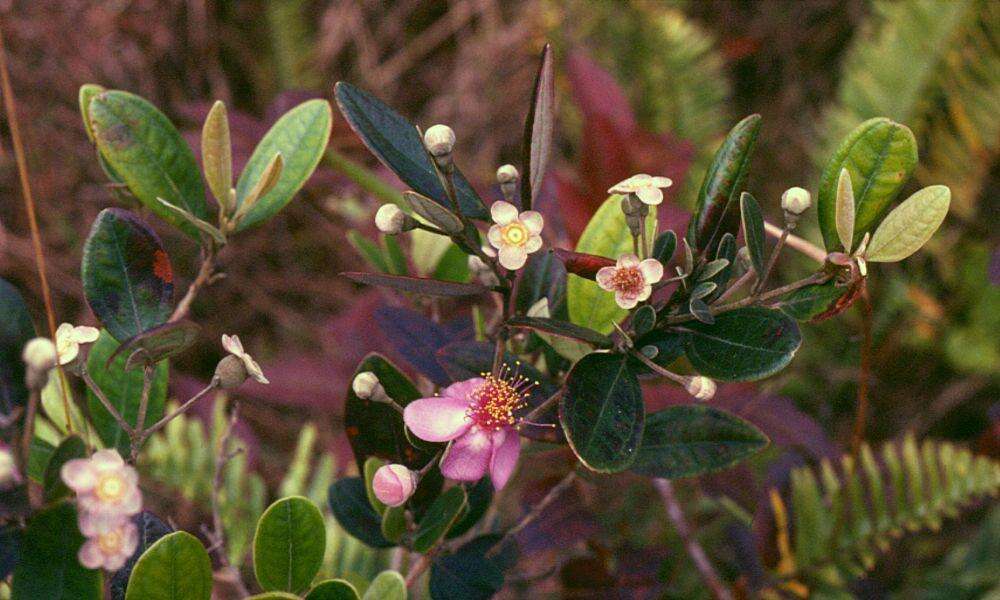 Sivun Rhodomyrtus tomentosa (Aiton) Hassk. kuva