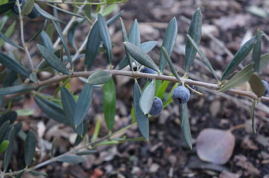 Image of Vaccinium sect. Cyanococcus