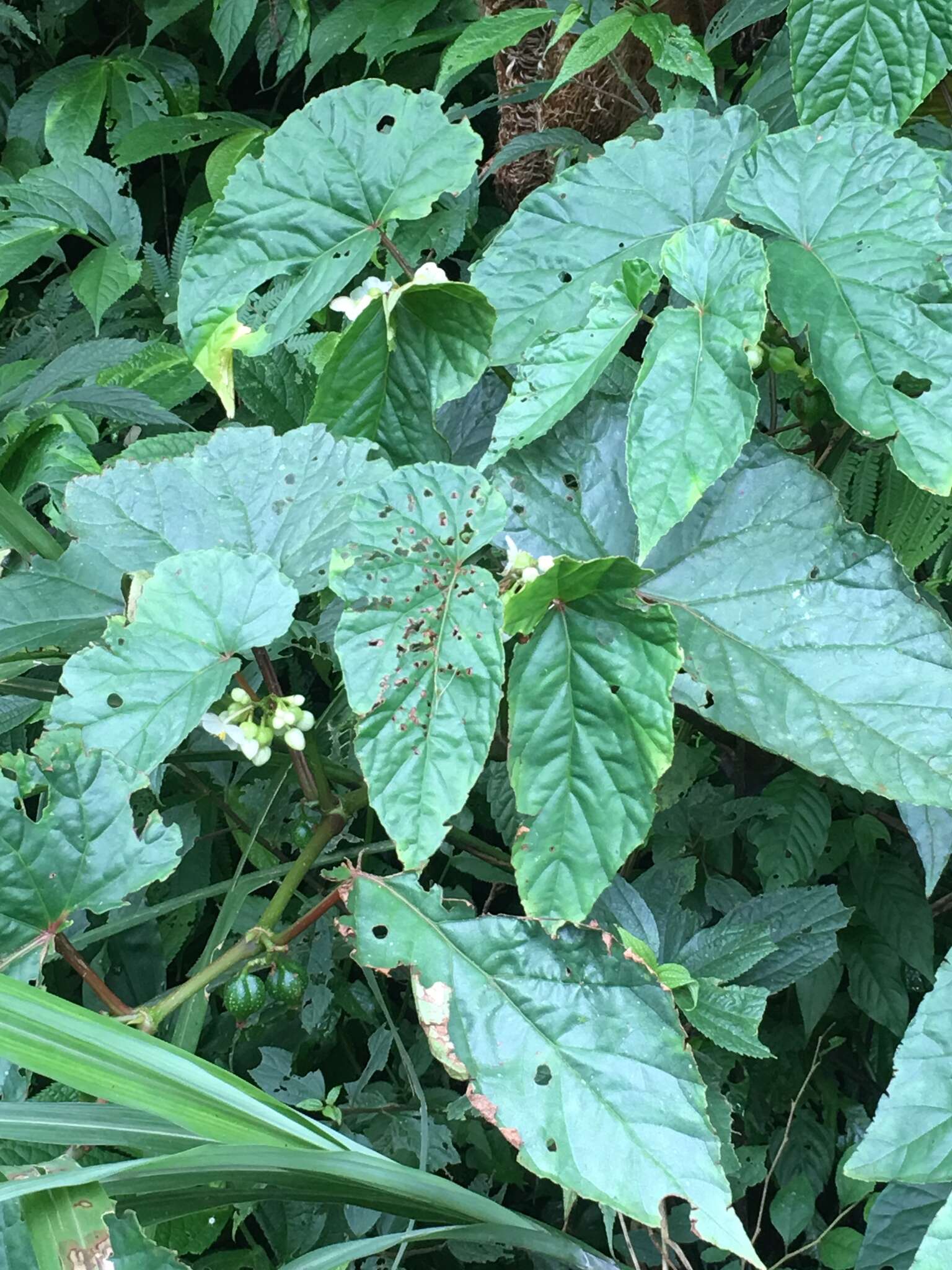 Image of Begonia longifolia Blume