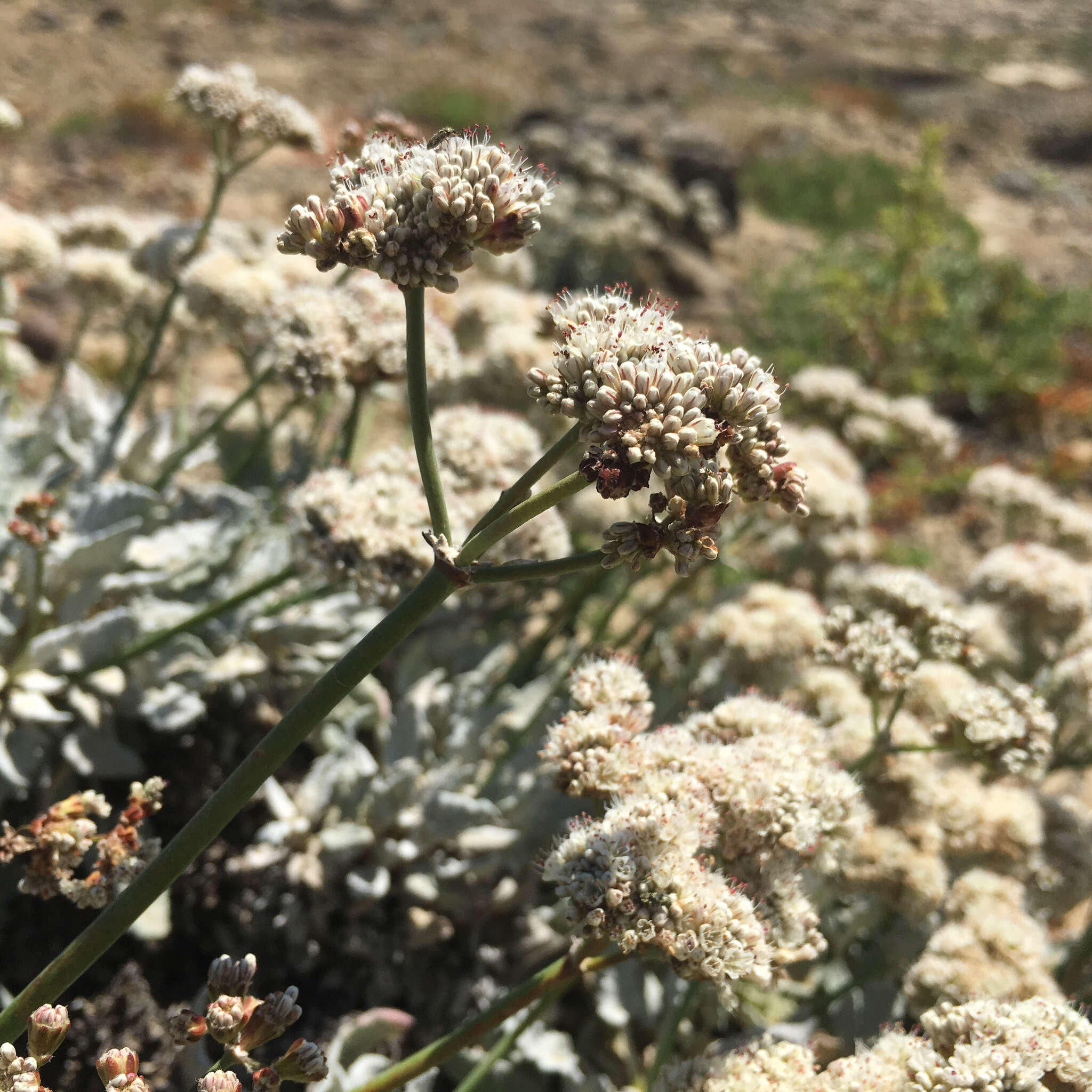 Image of San Nicolas Island buckwheat