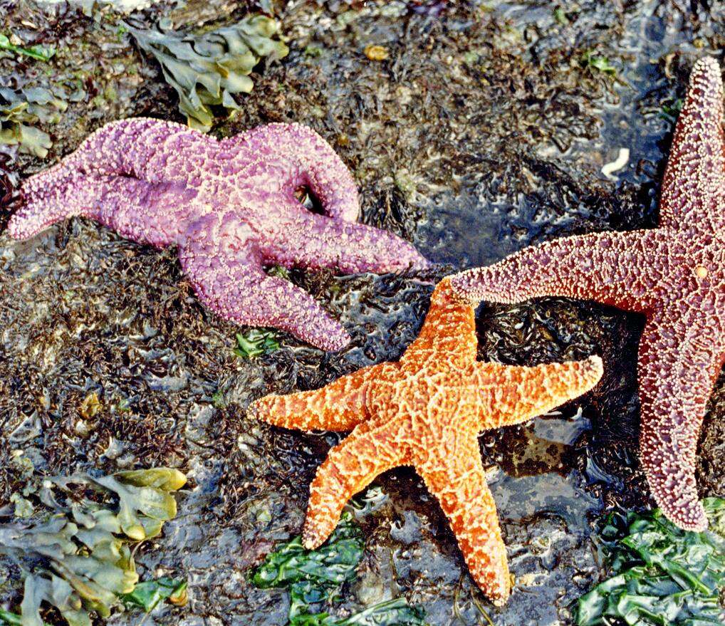 Image of ochre sea star