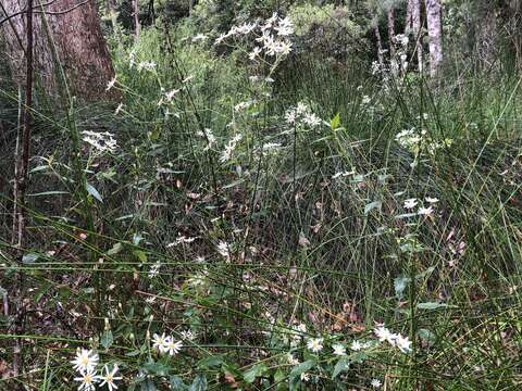 Image of Olearia nernstii F. Müll.