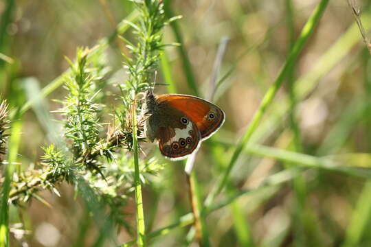 Coenonympha arcania Linnaeus 1761的圖片