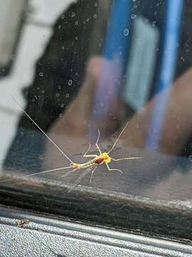 Image of Stenacron Mayfly