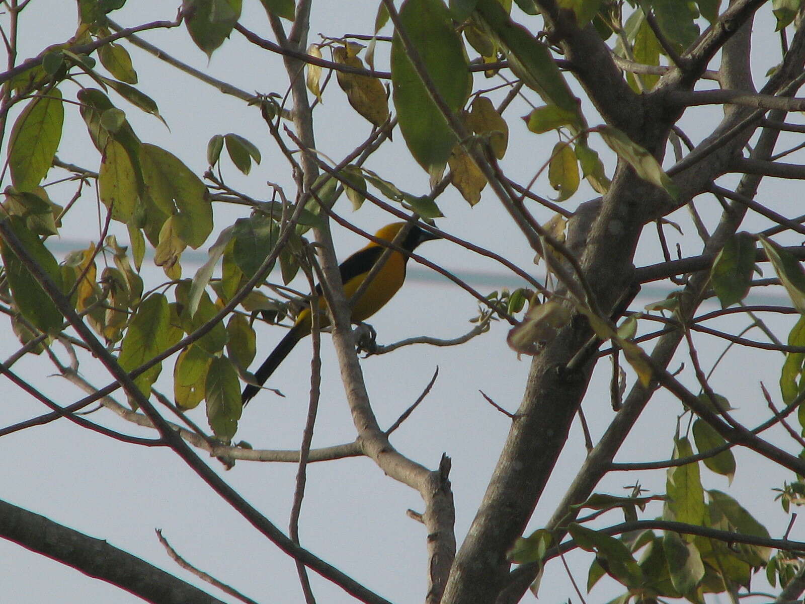 Image of Yellow-backed Oriole