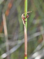 Image of Machaerina rubiginosa (Biehler) T. Koyama