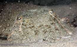 Image of Whitley’s cuttlefish