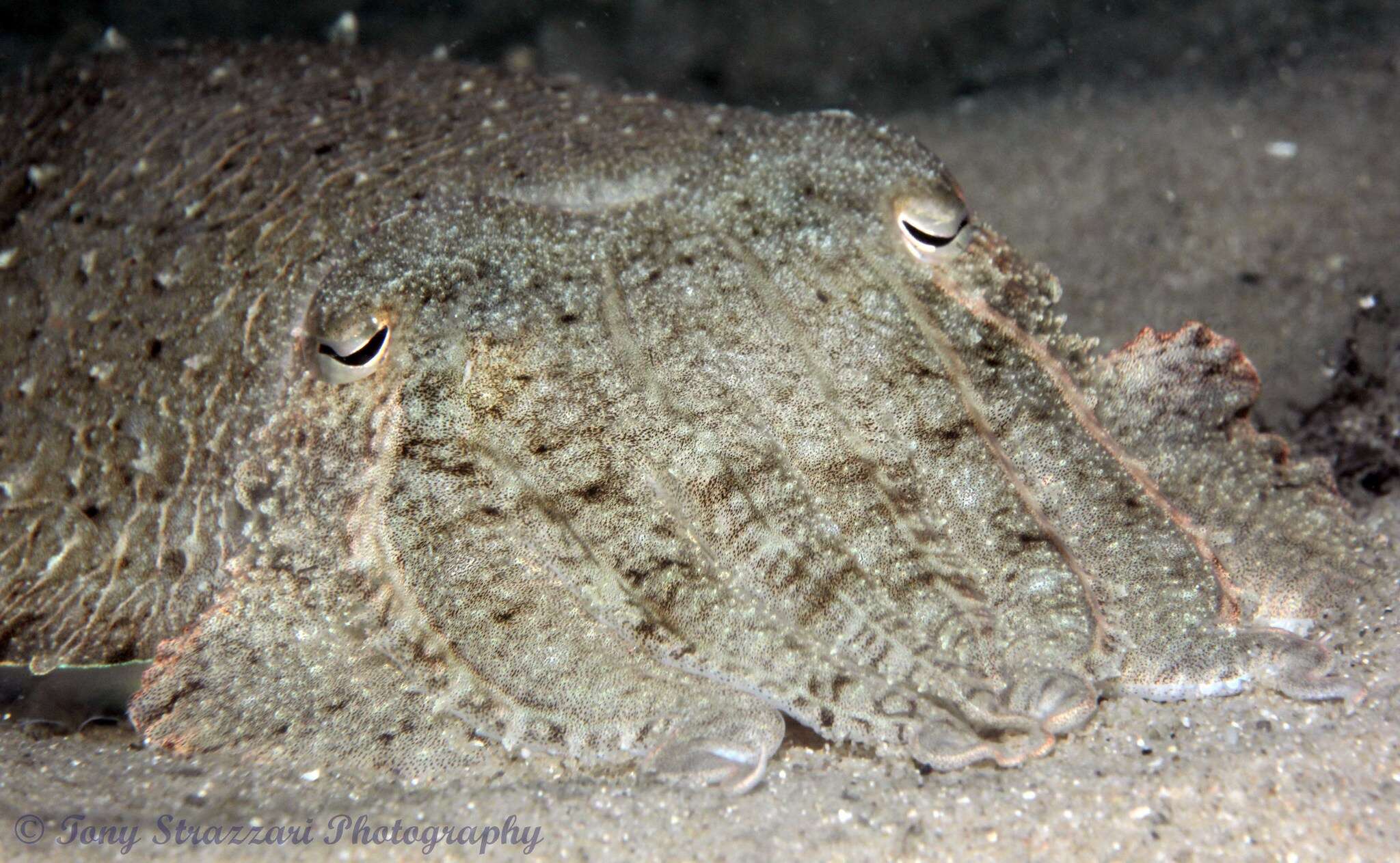 Image of Whitley’s cuttlefish