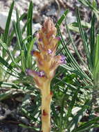 Image of nodding broomrape