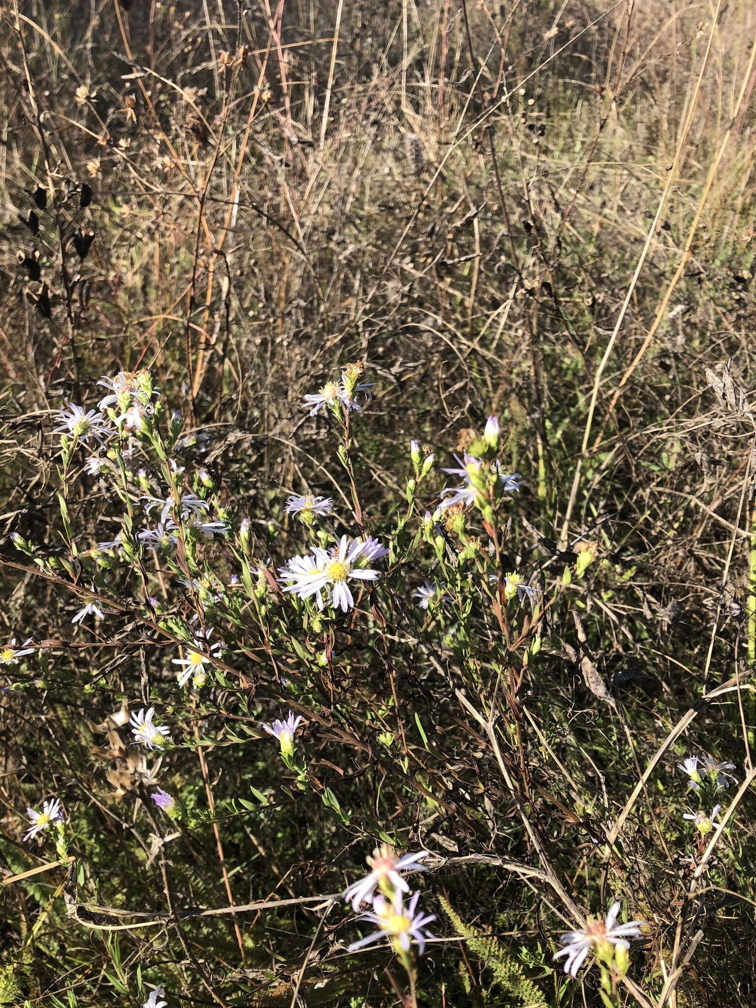 Image of Hall's aster