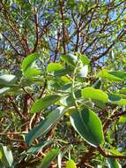 Image of Pacific madrone