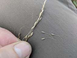 Image of Canadian ricegrass