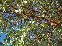 Image of Pacific madrone