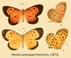 Image of Pentila amenaida Hewitson (1873)