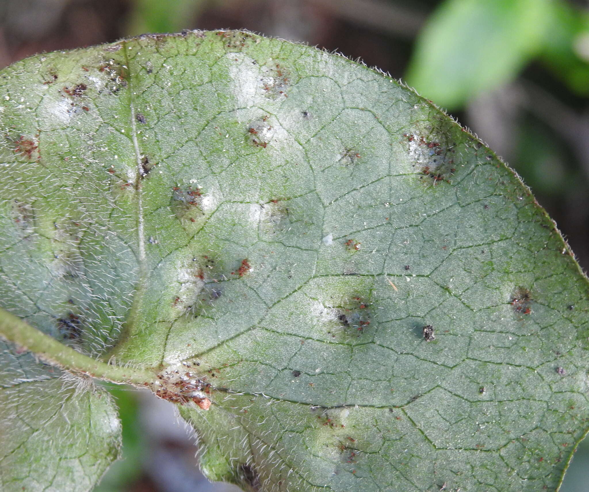 Image of Puccinia asarina Kunze 1817