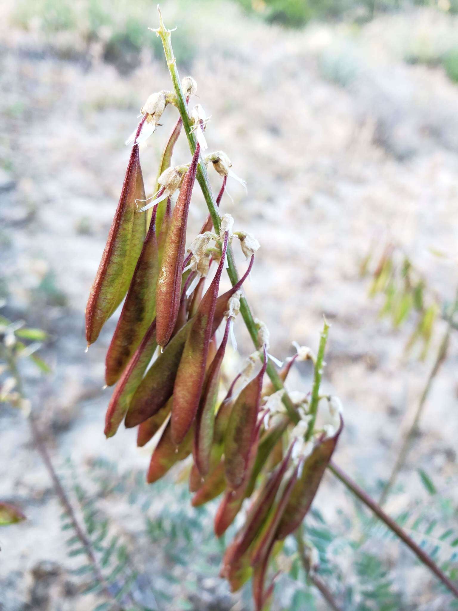 Image of Santa Barbara milkvetch