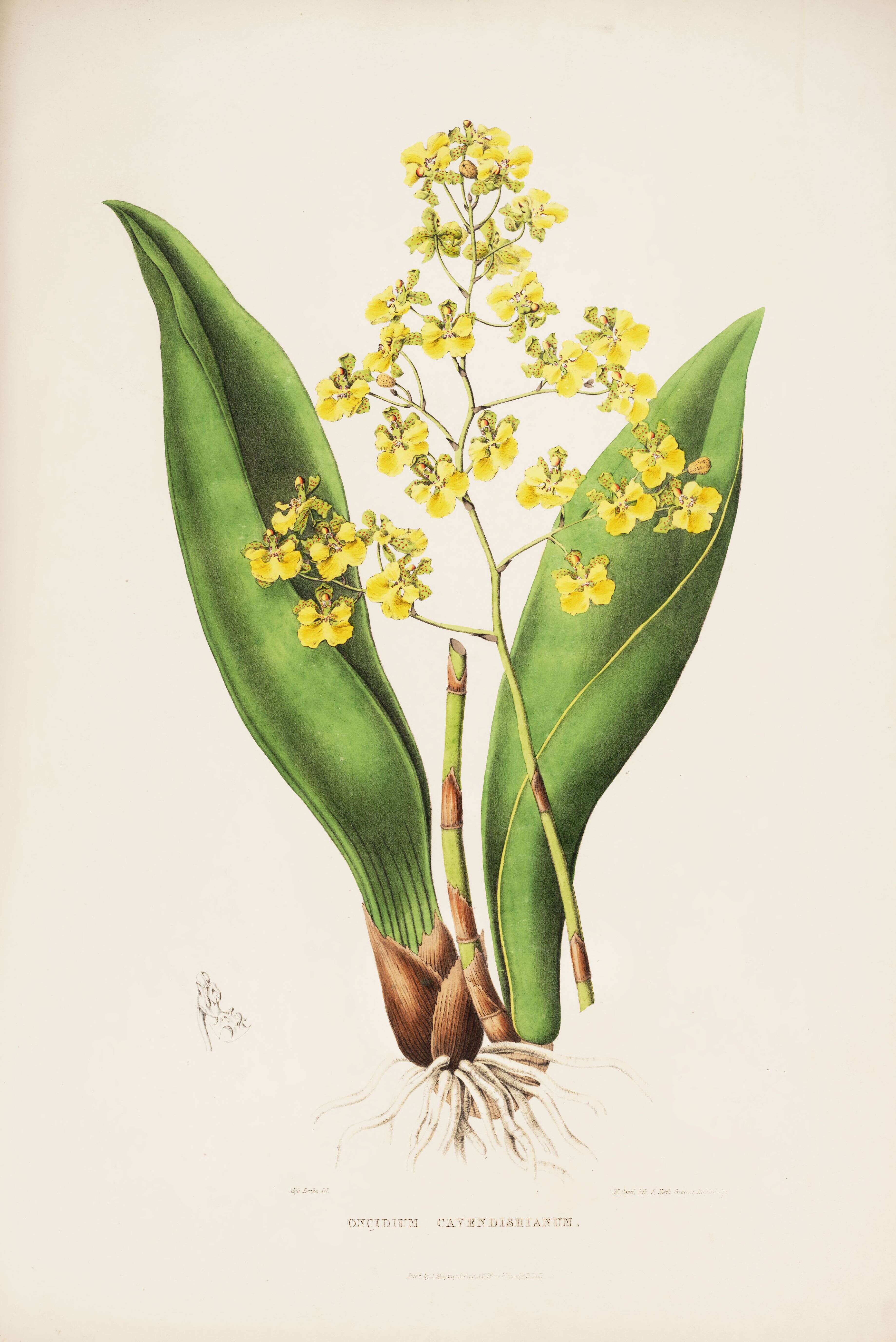 Image of dancinglady orchid