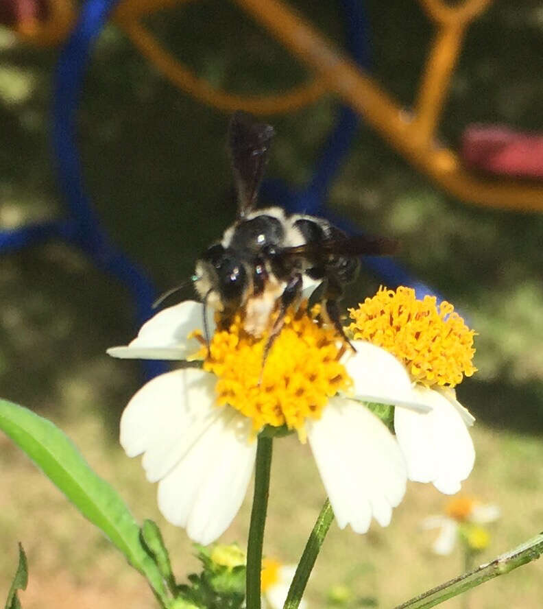 Image of Carpenter-mimic Leaf-cutter Bee