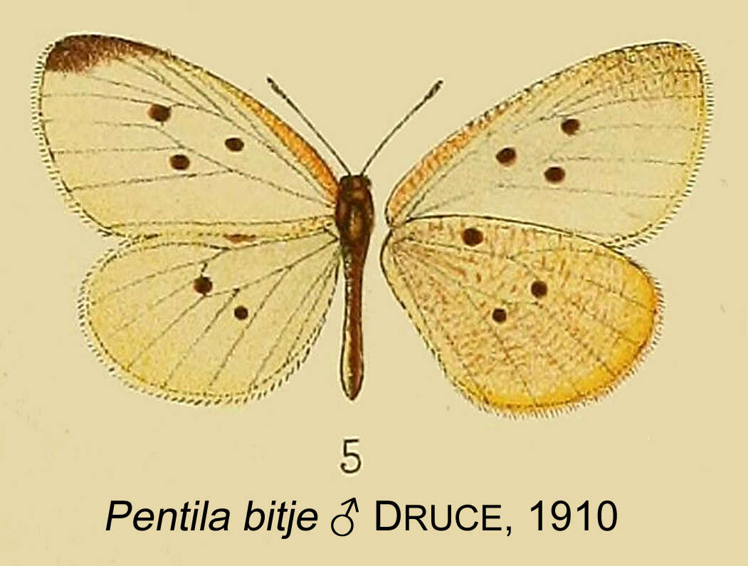 Слика од Pentila bitje H. H. Druce 1910