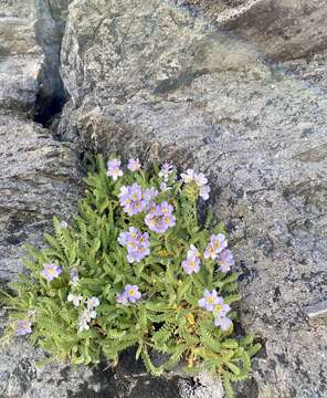 Image of elegant Jacob's-ladder