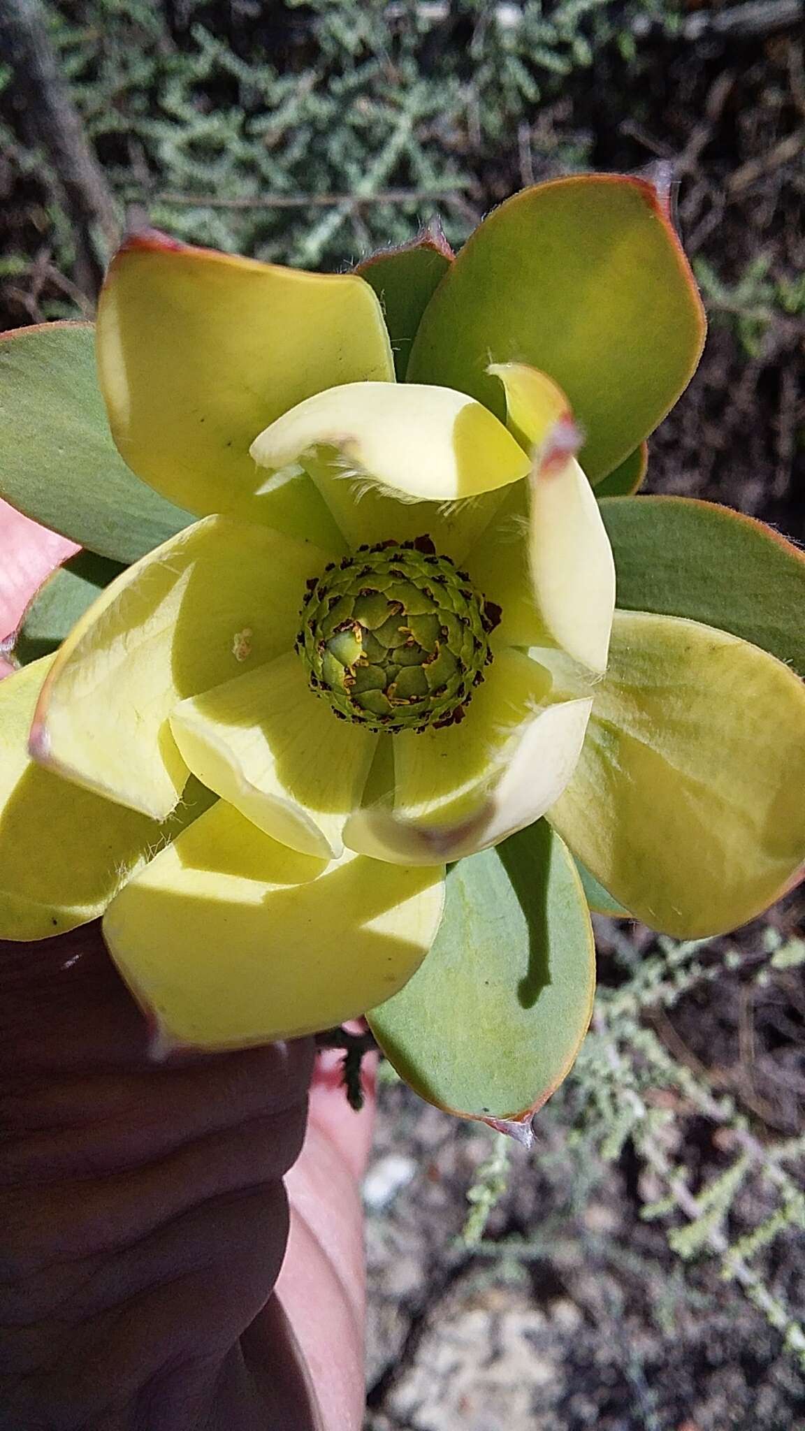 Plancia ëd Leucadendron discolor Buek ex Meissn.