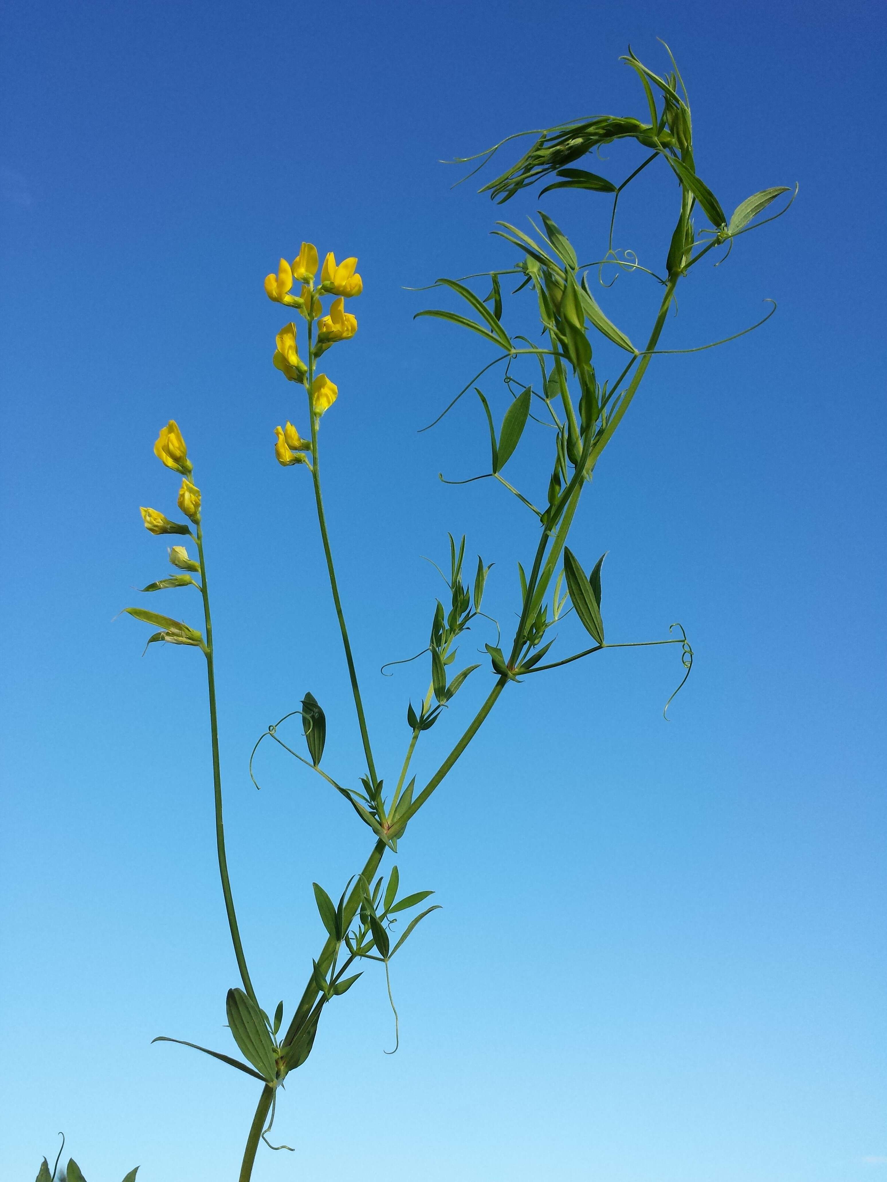 Слика од Lathyrus pratensis L.