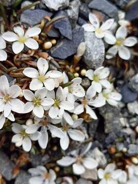 Image of Montia erythrophylla (Heenan) Heenan