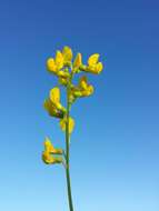 Слика од Lathyrus pratensis L.