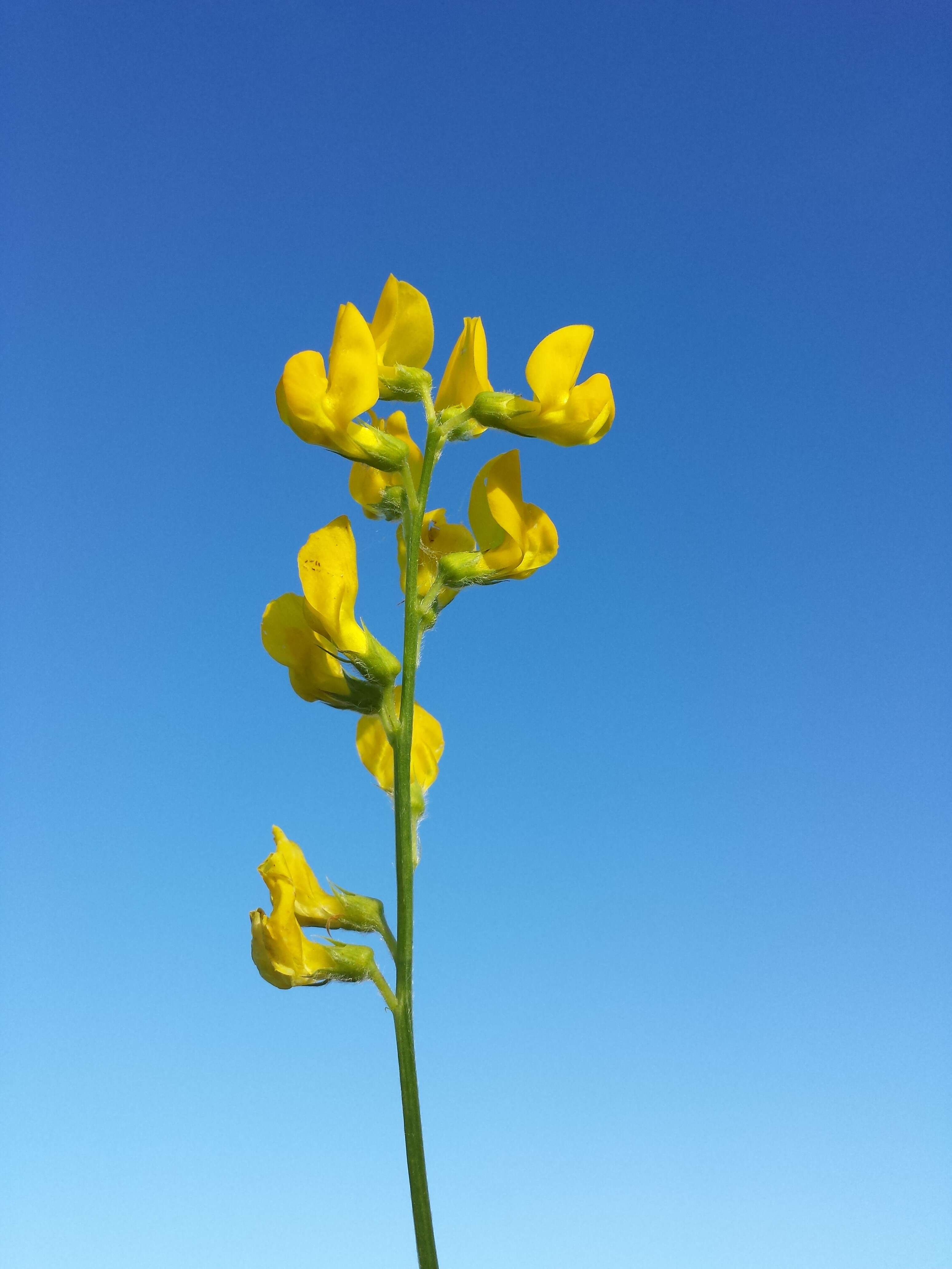 Слика од Lathyrus pratensis L.