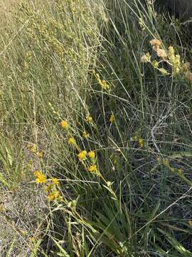 Image of clustered goldenweed