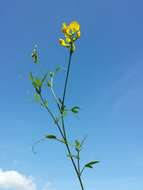 Слика од Lathyrus pratensis L.