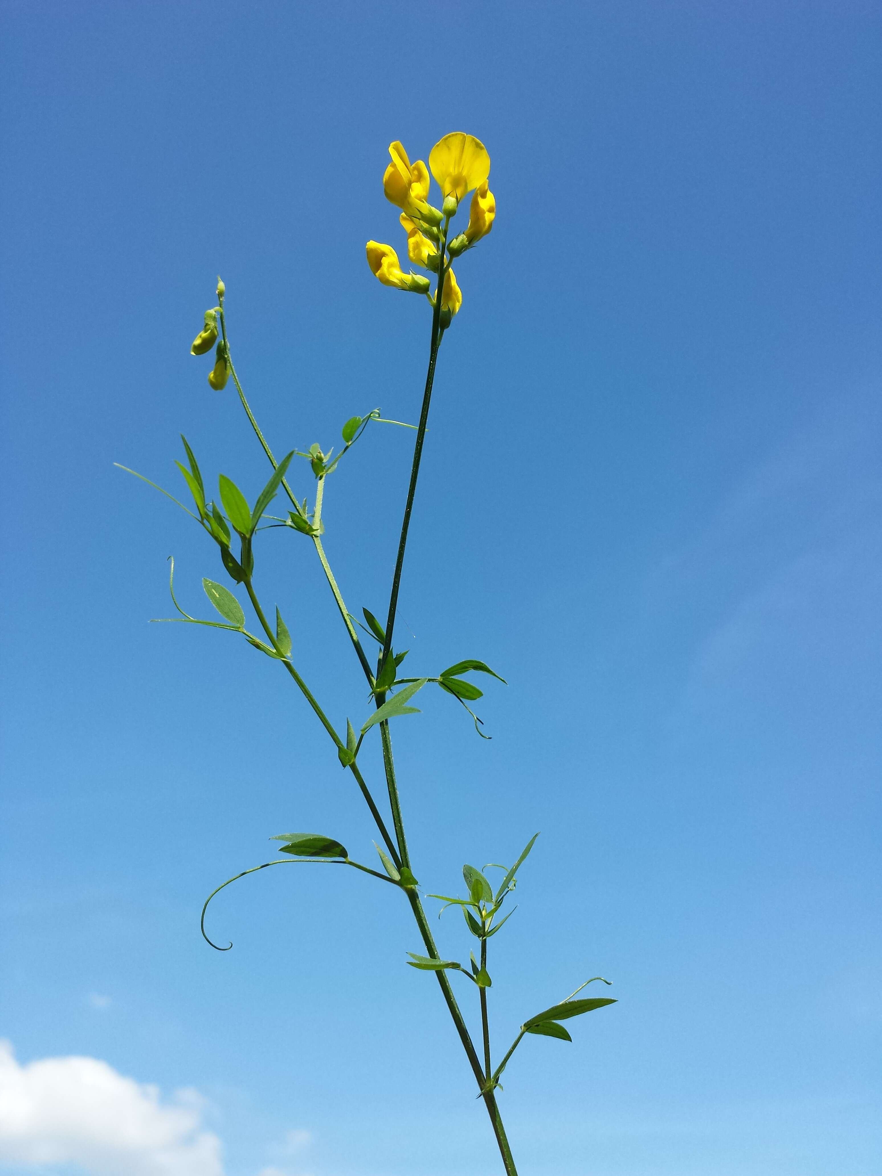 Слика од Lathyrus pratensis L.