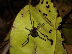 Image of Geraeocormobius sylvarum Holmberg 1887