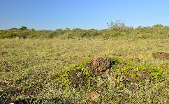 Image of Bergia glomerata L. fil.