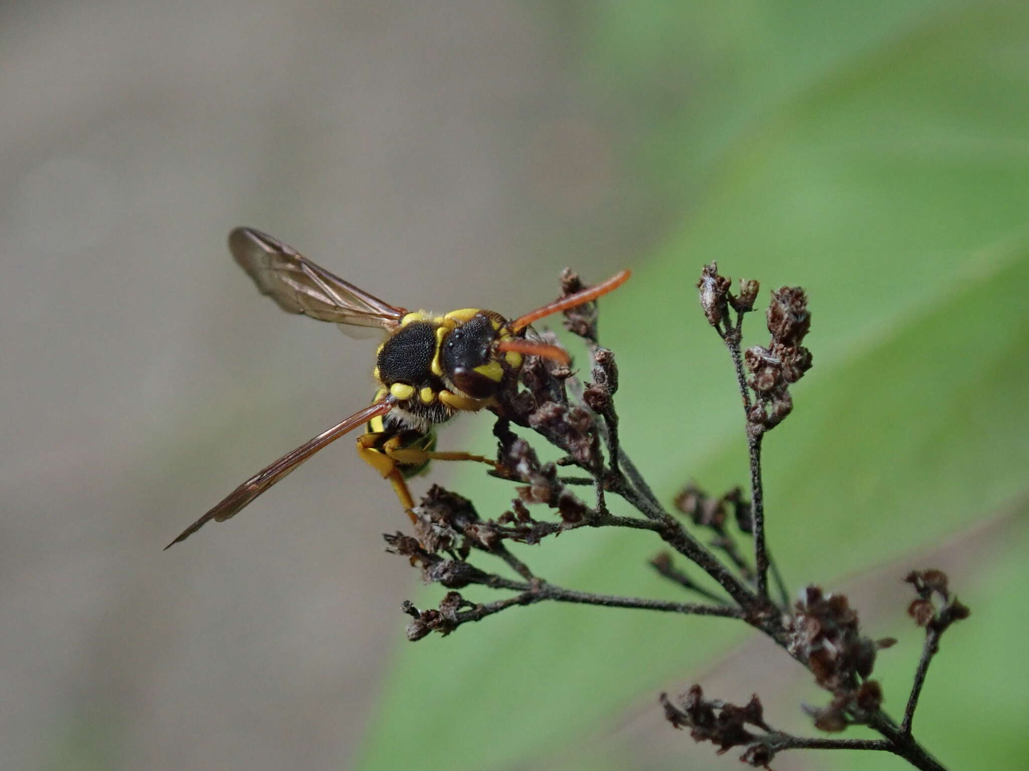 Image of Nomada succincta Panzer 1798