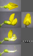 Слика од Lathyrus pratensis L.