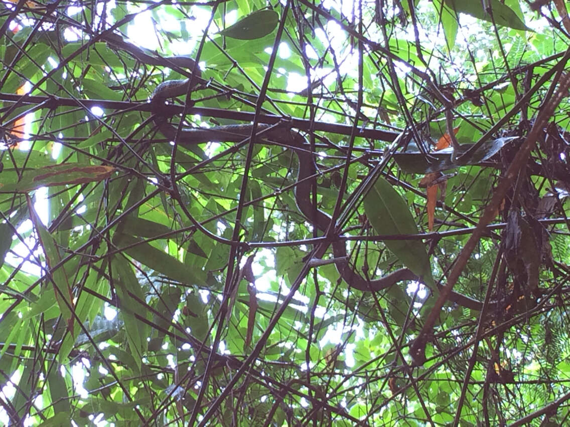 Image of Gold-ringed Cat snake