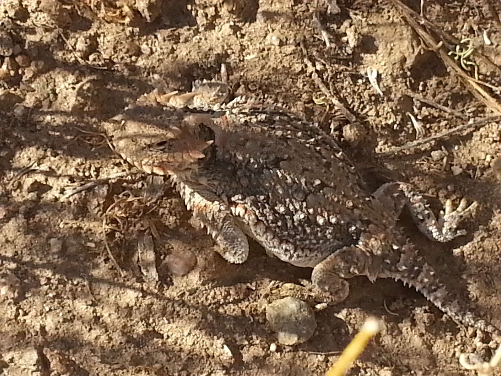 Image of Desert Horned Lizard