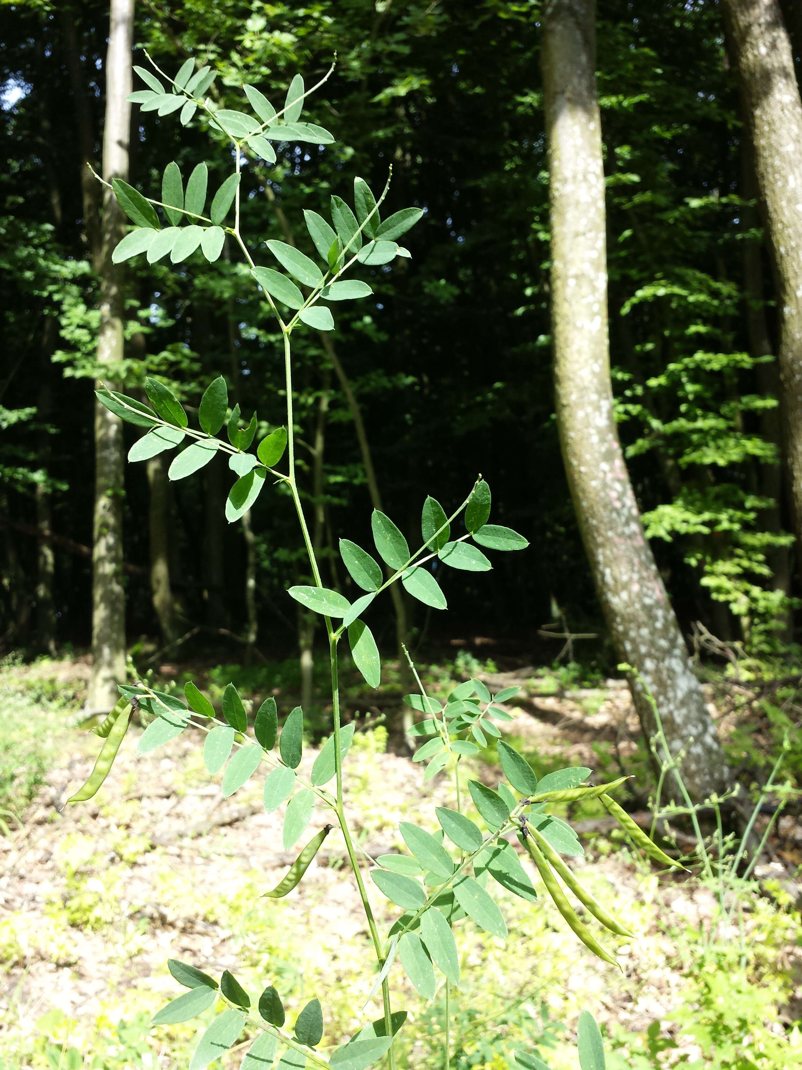 Image of Black Pea