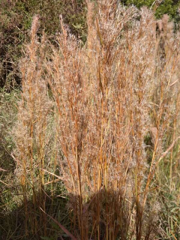 Image of Schizachyrium microstachyum (Desv.) Roseng., B. R. Arrill. & Izag.