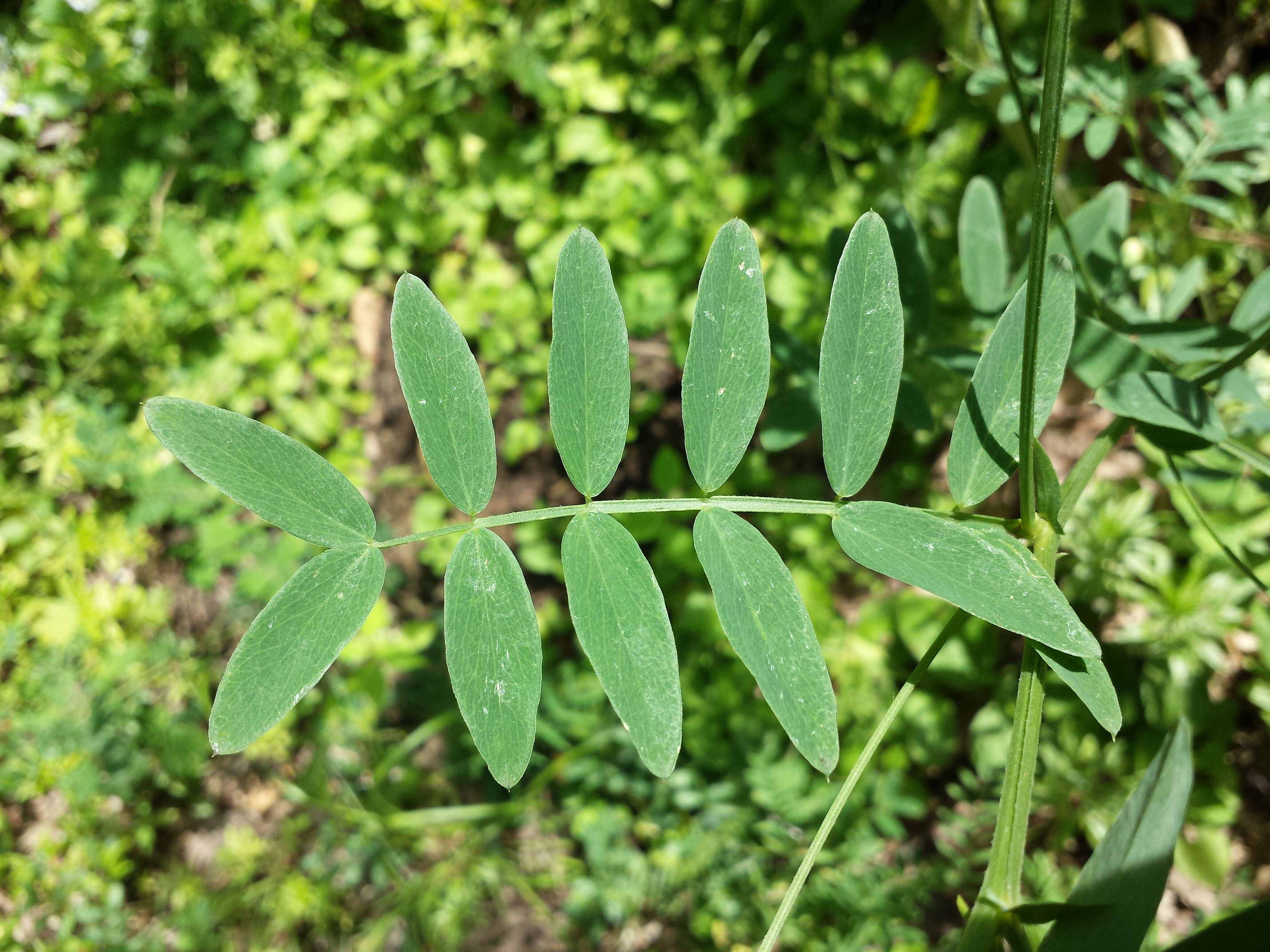 Image of Black Pea