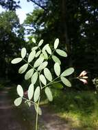 Image of Black Pea