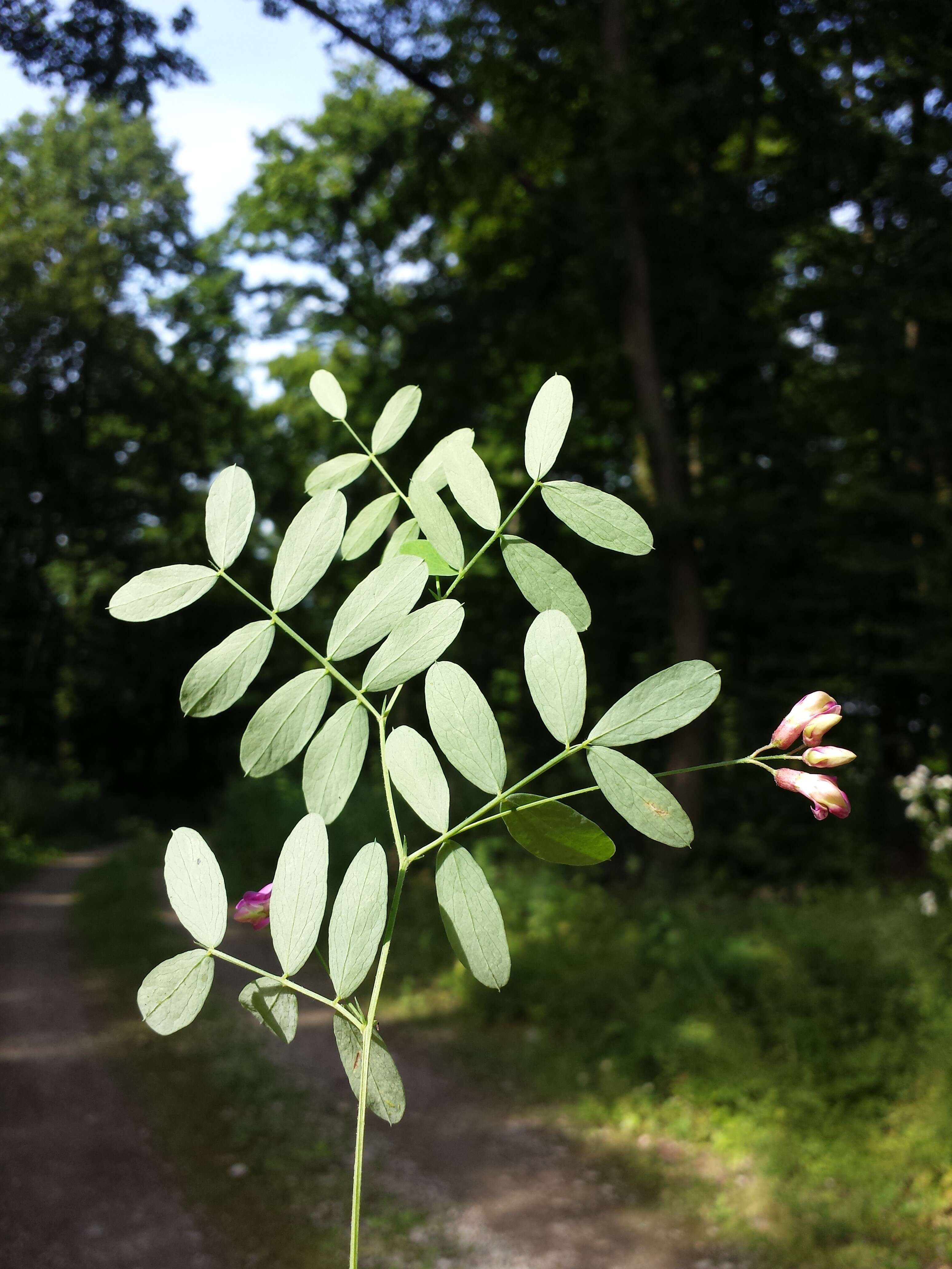 Image of Black Pea