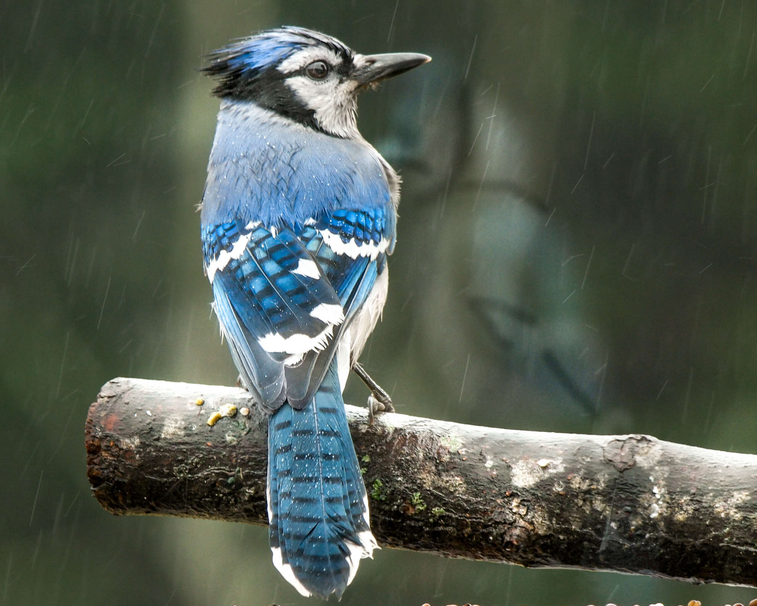 Image of Blue Jay